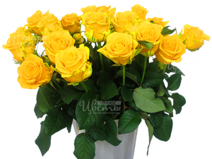 Пенни Лейн/розы желтые