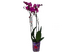 Орхидея